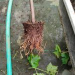 ΦΥΤΩΡΙΟ-ΑΜΠΕΛΟΥ-ΠΡΟΦΗΤΗΣ-ΗΛΙΑΣ-ΗΡΑΚΛΕΙΟΥ-ΓΙΑΛΙΤΑΚΗΣ