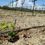 ΦΥΤΩΡΙΟ-ΑΜΠΕΛΟΥ-ΠΡΟΦΗΤΗΣ-ΗΛΙΑΣ-ΗΡΑΚΛΕΙΟΥ-ΓΙΑΛΙΤΑΚΗΣ