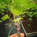 ΦΥΤΩΡΙΟ-ΑΜΠΕΛΟΥ-ΠΡΟΦΗΤΗΣ-ΗΛΙΑΣ-ΗΡΑΚΛΕΙΟΥ-ΓΙΑΛΙΤΑΚΗΣ