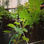 ΦΥΤΩΡΙΟ-ΑΜΠΕΛΟΥ-ΠΡΟΦΗΤΗΣ-ΗΛΙΑΣ-ΗΡΑΚΛΕΙΟΥ-ΓΙΑΛΙΤΑΚΗΣ