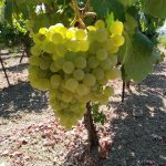 ΦΥΤΩΡΙΟ-ΑΜΠΕΛΟΥ-ΠΡΟΦΗΤΗΣ-ΗΛΙΑΣ-ΗΡΑΚΛΕΙΟΥ-ΓΙΑΛΙΤΑΚΗΣ