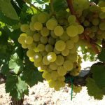 ΦΥΤΩΡΙΟ-ΑΜΠΕΛΟΥ-ΠΡΟΦΗΤΗΣ-ΗΛΙΑΣ-ΗΡΑΚΛΕΙΟΥ-ΓΙΑΛΙΤΑΚΗΣ