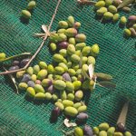 ΕΛΑΙΟΤΡΙΒΕΙΟ-ΑΜΑΡΥΝΘΟΣ-ΕΥΒΟΙΑΣ-ΜΠΟΥΡΙΚΑΣ