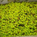 ΕΛΑΙΟΤΡΙΒΕΙΟ-ΦΑΝΕΡΩΜΕΝΗ-ΗΡΑΚΛΕΙΟΥ-ΤΖΩΡΤΖΑΚΑΚΗΣ