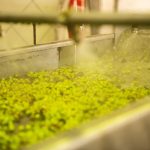 ΕΛΑΙΟΤΡΙΒΕΙΟ-ΦΑΝΕΡΩΜΕΝΗ-ΗΡΑΚΛΕΙΟΥ-ΤΖΩΡΤΖΑΚΑΚΗΣ