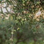 ΕΛΑΙΟΤΡΙΒΕΙΟ-ΦΑΝΕΡΩΜΕΝΗ-ΗΡΑΚΛΕΙΟΥ-ΤΖΩΡΤΖΑΚΑΚΗΣ