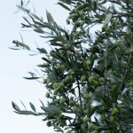 ΕΛΑΙΟΤΡΙΒΕΙΟ-ΦΑΝΕΡΩΜΕΝΗ-ΗΡΑΚΛΕΙΟΥ-ΤΖΩΡΤΖΑΚΑΚΗΣ