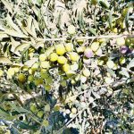 ΕΛΑΙΟΤΡΙΒΕΙΟ-ΦΑΝΕΡΩΜΕΝΗ-ΗΡΑΚΛΕΙΟΥ-ΤΖΩΡΤΖΑΚΑΚΗΣ