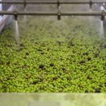 ΕΛΑΙΟΤΡΙΒΕΙΟ-ΦΑΝΕΡΩΜΕΝΗ-ΗΡΑΚΛΕΙΟΥ-ΤΖΩΡΤΖΑΚΑΚΗΣ