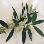 ΕΛΑΙΟΤΡΙΒΕΙΟ-ΚΑΛΛΙΠΑΔΟ-ΖΑΚΥΝΘΟΥ-ΒΟΥΡΤΣΗΣ