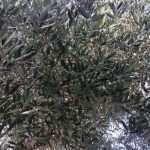 ΕΛΑΙΟΤΡΙΒΕΙΟ-ΚΑΛΛΙΠΑΔΟ-ΖΑΚΥΝΘΟΥ-ΒΟΥΡΤΣΗΣ