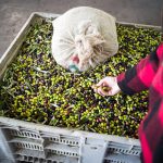 ΕΛΑΙΟΤΡΙΒΕΙΟ-ΚΑΛΥΒΙΑ-ΚΑΡΥΣΤΟΣ-ΡΑΒΙΟΛΟΣ