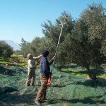 ΕΛΑΙΟΤΡΙΒΕΙΟ-ΛΑΓΟΥΤΑ-ΗΡΑΚΛΕΙΟΥ-ΜΙΝΩΪΚΟ-ΑΛΕΞΑΚΗΣ