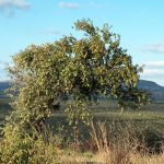 ΕΛΑΙΟΤΡΙΒΕΙΟ-ΛΑΓΟΥΤΑ-ΗΡΑΚΛΕΙΟΥ-ΜΙΝΩΪΚΟ-ΑΛΕΞΑΚΗΣ