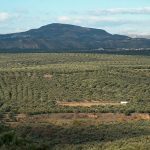 ΕΛΑΙΟΤΡΙΒΕΙΟ-ΛΑΓΟΥΤΑ-ΗΡΑΚΛΕΙΟΥ-ΜΙΝΩΪΚΟ-ΑΛΕΞΑΚΗΣ