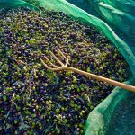 ΕΛΑΙΟΤΡΙΒΕΙΟ-ΒΛΑΧΙΩΤΗΣ-ΛΑΚΩΝΙΑΣ-ΑΦΟΙ-ΧΕΛΙΩΤΗ