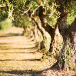 ΕΛΑΙΟΤΡΙΒΕΙΟ-ΒΛΑΧΙΩΤΗΣ-ΛΑΚΩΝΙΑΣ-ΑΦΟΙ-ΧΕΛΙΩΤΗ