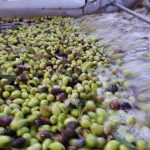 ΕΛΑΙΟΤΡΙΒΕΙΟ-ΖΑΡΟΣ-ΗΡΑΚΛΕΙΟΥ-ΧΑΛΚΙΑΔΑΚΗ-ΗΛΕΚΤΡΑ