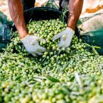 ΕΛΑΙΟΤΡΙΒΕΙΟ-ΖΑΡΟΣ-ΗΡΑΚΛΕΙΟΥ-ΧΑΛΚΙΑΔΑΚΗ-ΗΛΕΚΤΡΑ