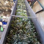 ΕΛΑΙΟΤΡΙΒΕΙΟ-ΖΑΡΟΣ-ΗΡΑΚΛΕΙΟΥ-ΧΑΛΚΙΑΔΑΚΗ-ΗΛΕΚΤΡΑ