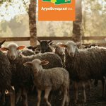 ΓΕΩΠΟΝΙΚΕΣ-ΥΠΗΡΕΣΙΕΣ-ΡΕΘΥΜΝΟ-ΑΓΡΟΔΥΝΑΜΙΚΗ