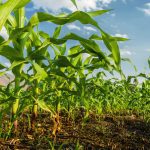 ΓΕΩΠΟΝΙΚΕΣ-ΥΠΗΡΕΣΙΕΣ-ΡΕΘΥΜΝΟ-ΑΓΡΟΔΥΝΑΜΙΚΗ