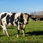 ΓΕΩΠΟΝΙΚΕΣ-ΥΠΗΡΕΣΙΕΣ-ΡΕΘΥΜΝΟ-ΑΓΡΟΔΥΝΑΜΙΚΗ