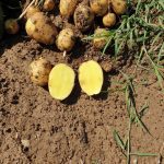 ΓΕΩΡΓΙΚΑ-ΕΦΟΔΙΑ-ΙΛΙΟΝ-ΓΕΩΜΑΤ-ΤΟΥΝΤΑΣ-ΤΣΑΚΝΗΣ