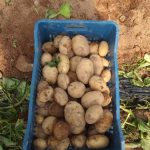 ΓΕΩΡΓΙΚΑ-ΕΦΟΔΙΑ-ΙΛΙΟΝ-ΓΕΩΜΑΤ-ΤΟΥΝΤΑΣ-ΤΣΑΚΝΗΣ