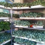 ΓΕΩΡΓΙΚΑ-ΕΦΟΔΙΑ-ΚΑΙΝΟΥΡΓΙΟ-ΔΗΜΗΤΡΙΟΥ