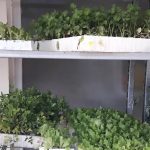 ΓΕΩΡΓΙΚΑ-ΕΦΟΔΙΑ-ΚΑΙΝΟΥΡΓΙΟ-ΔΗΜΗΤΡΙΟΥ