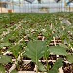 ΓΕΩΡΓΙΚΑ-ΕΦΟΔΙΑ-ΚΑΙΝΟΥΡΓΙΟ-ΔΗΜΗΤΡΙΟΥ