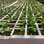 ΓΕΩΡΓΙΚΑ-ΕΦΟΔΙΑ-ΚΑΙΝΟΥΡΓΙΟ-ΔΗΜΗΤΡΙΟΥ