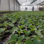 ΓΕΩΡΓΙΚΑ-ΕΦΟΔΙΑ-ΚΑΙΝΟΥΡΓΙΟ-ΔΗΜΗΤΡΙΟΥ