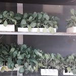 ΓΕΩΡΓΙΚΑ-ΕΦΟΔΙΑ-ΚΑΙΝΟΥΡΓΙΟ-ΔΗΜΗΤΡΙΟΥ