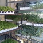 ΓΕΩΡΓΙΚΑ-ΕΦΟΔΙΑ-ΚΑΙΝΟΥΡΓΙΟ-ΔΗΜΗΤΡΙΟΥ