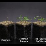 ΒΙΟΛΟΓΙΚΗ-ΦΥΤΟΠΡΟΣΤΑΣΙΑ-ΣΚΥΔΡΑ-BIO-PROTECTA