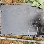 ΒΙΟΛΟΓΙΚΗ-ΦΥΤΟΠΡΟΣΤΑΣΙΑ-ΣΚΥΔΡΑ-BIO-PROTECTA