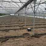 ΒΙΟΛΟΓΙΚΗ-ΦΥΤΟΠΡΟΣΤΑΣΙΑ-ΣΚΥΔΡΑ-BIO-PROTECTA