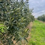 ΕΛΑΙΟΤΡΙΒΕΙΟ-ΣΗΜΑΝΤΡΑ-ΧΑΛΚΙΔΙΚΗΣ-ΛΙΟΚΛΑΔΙ-ΤΟΛΕΡΗΣ