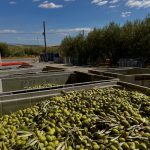 ΕΛΑΙΟΤΡΙΒΕΙΟ-ΣΗΜΑΝΤΡΑ-ΧΑΛΚΙΔΙΚΗΣ-ΛΙΟΚΛΑΔΙ-ΤΟΛΕΡΗΣ