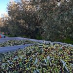 ΕΛΑΙΟΤΡΙΒΕΙΟ-ΣΗΜΑΝΤΡΑ-ΧΑΛΚΙΔΙΚΗΣ-ΛΙΟΚΛΑΔΙ-ΤΟΛΕΡΗΣ