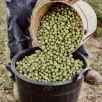 ΕΛΑΙΟΤΡΙΒΕΙΟ-ΣΗΜΑΝΤΡΑ-ΧΑΛΚΙΔΙΚΗΣ-ΛΙΟΚΛΑΔΙ-ΤΟΛΕΡΗΣ