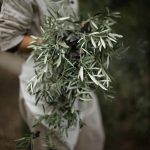 ΕΛΑΙΟΤΡΙΒΕΙΟ-ΣΗΜΑΝΤΡΑ-ΧΑΛΚΙΔΙΚΗΣ-ΛΙΟΚΛΑΔΙ-ΤΟΛΕΡΗΣ