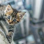 ΔΙΧΤΥΑ-ΑΣΦΑΛΕΙΑΣ-ΓΑΤΑΣ-Η-ΑΤΙΘΑΣΗ-ΓΑΤΑ