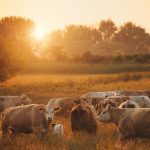 ΓΑΛΑΚΤΟΚΟΜΙΚΟΣ-ΣΥΝΕΤΑΙΡΙΣΜΟΣ-ΙΩΑΝΝΙΝΩΝ-ΓΙΑΝΝΙΩΤΙΚΟ