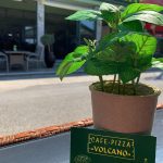 ΠΙΤΣΑΡΙΑ-ΝΕΟΙ-ΠΟΡΟΙ-ΠΙΕΡΙΑΣ-VOLCANO-ΧΡΥΣΑΦΗΣ