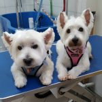 PET-SHOP-ΚΑΡΥΣΤΟΣ-PET-IN-ΧΑΛΙΑΣΗ-ΒΙΚΥ