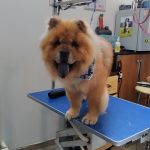 PET-SHOP-ΚΑΡΥΣΤΟΣ-PET-IN-ΧΑΛΙΑΣΗ-ΒΙΚΥ