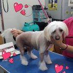 PET-SHOP-ΚΑΡΥΣΤΟΣ-PET-IN-ΧΑΛΙΑΣΗ-ΒΙΚΥ